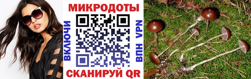 Псилоцибиновые грибы прущие грибы  Северская 